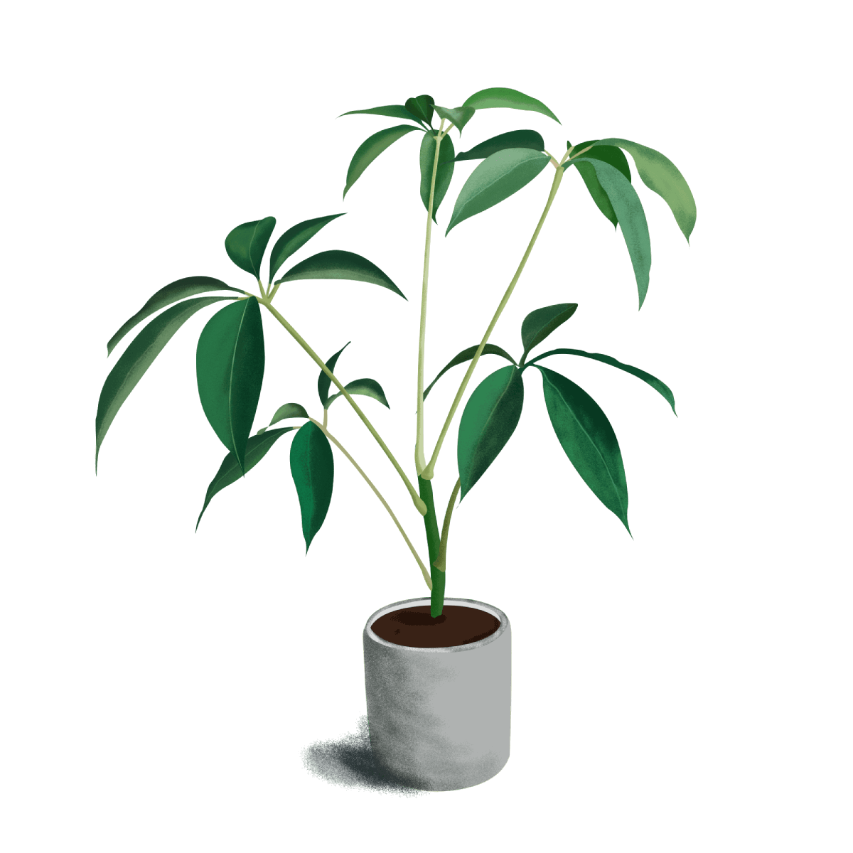 pot
