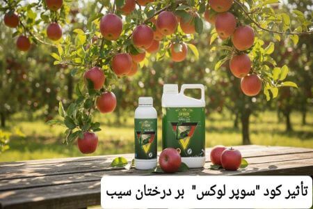 قوطی کود روی میز زیر درخت سیب تاثیر کود بر درخت سیب